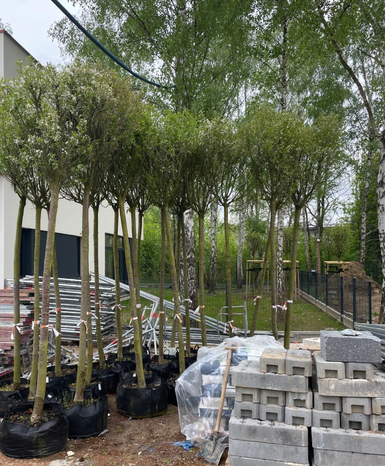 drzewa w ogrodzie do posadzenia