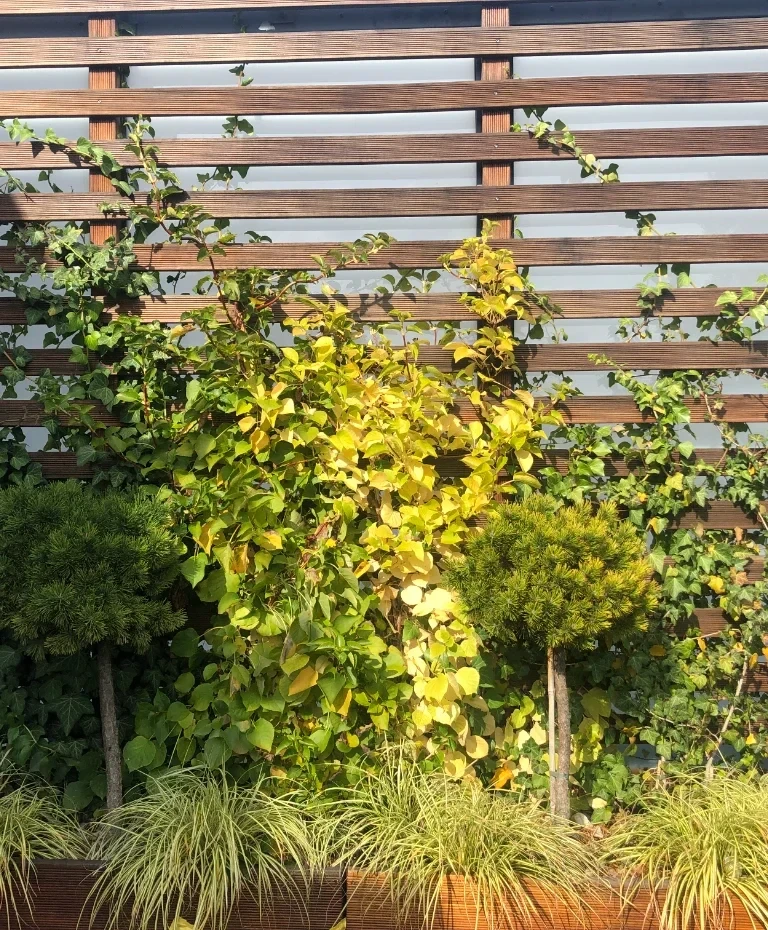 płot z&nbsp;zieleni