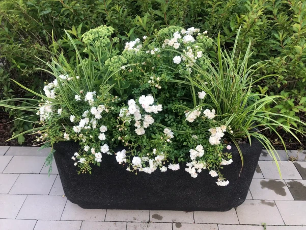 IMG31158fba118d0303233151