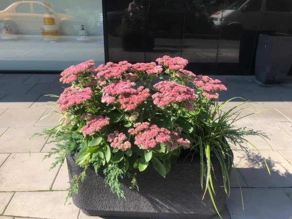 IMG4559283bb1e10303232916