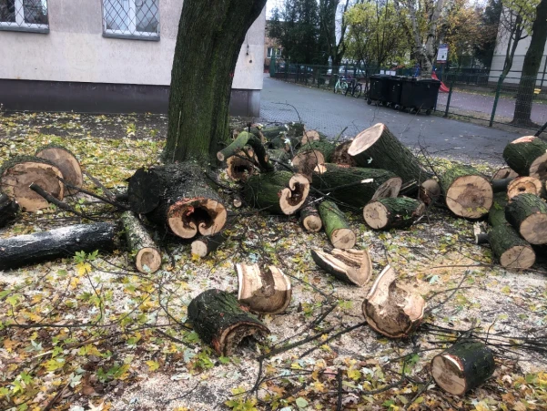 wycinka-drzew
