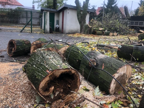 IMG5059cdc81df10303231546