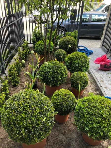 IMG249558d62a9f0303233436